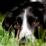 Симптомы, пути заражения и способы лечения боррелиоза у собаки