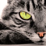 Причины возникновения и борьба с перхотью у кошек