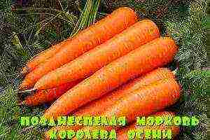 лучшие сорта зимней моркови