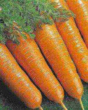 лучшие сорта зимней моркови