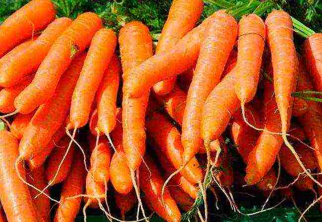 морковка семена лучшие сорта