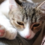 Кошачья чумка: симптомы болезни и способы лечения