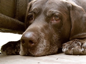 пироплазмоз у собаки симптомы и лечение