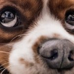 Почему меняет цвет собачий нос?