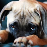 Разновидности и лечение чесотки у собаки