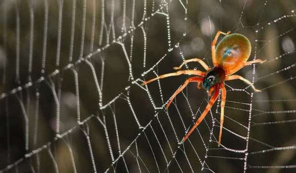 Толкование сна по окрасу и виду пауков