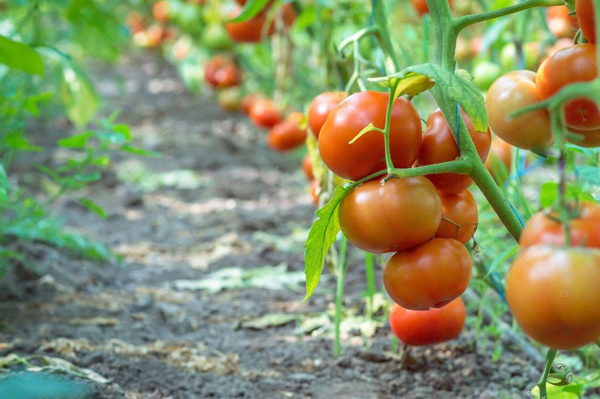 Какие сорта помидоров рекомендуется выращивать в Подмосковье в открытом грунте