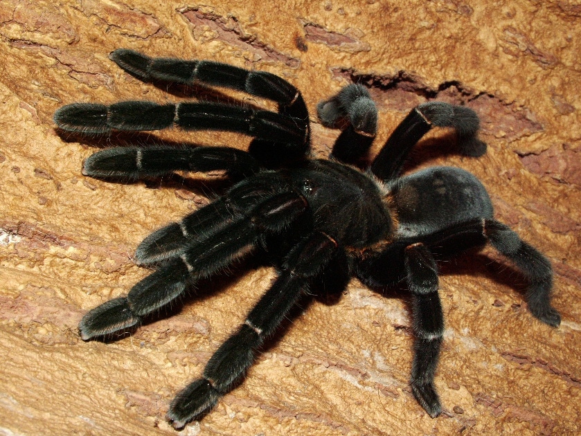 К чему снятся пауки: черный, белый, большие и маленькие