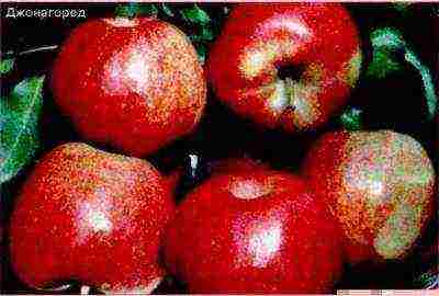 лучшие европейские сорта яблонь