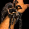черный паук