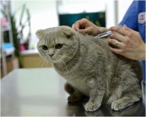 меры предосторожности при укусах кошек