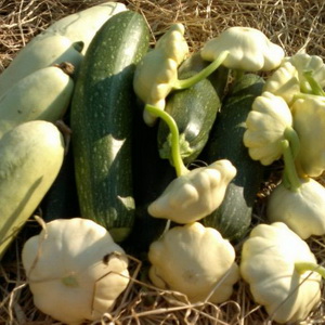 Как получить семена огурцов, кабачков, патиссонов и тыквы