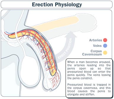 erection-physiology