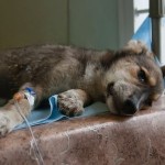 Как проявляются симптомы чумки у собак и как ее лечить