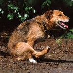 Глисты у собак: симптомы и лечение