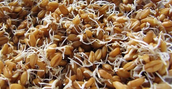 О чём молчат врачи про прощенную пшеницу: польза и вред злака для организма