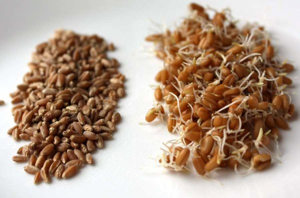 О чём молчат врачи про прощенную пшеницу: польза и вред злака для организма