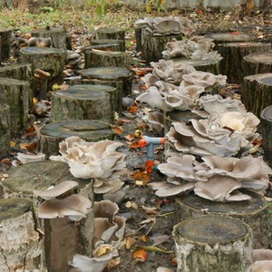 Технология выращивания грибов вешенок на пнях 