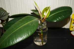 Как посадить фикус в домашних условиях: отростком, листом.