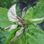 Основные причины скручивания листьев яблони – подробное руководство по лечению