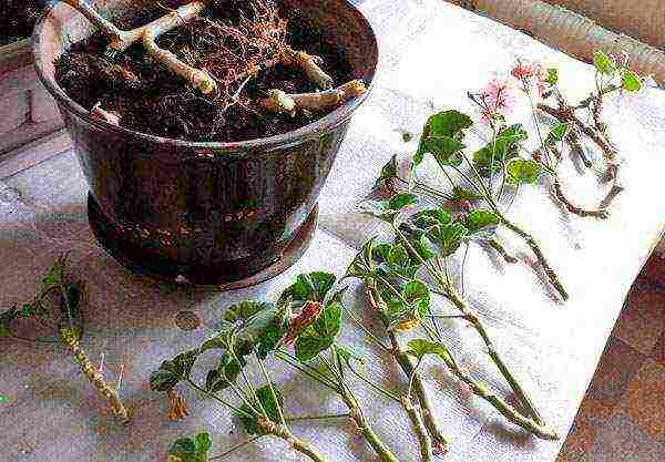 как выращивать герань из черенков в домашних условиях