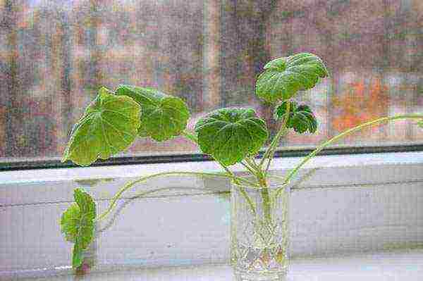 как выращивать герань из черенков в домашних условиях
