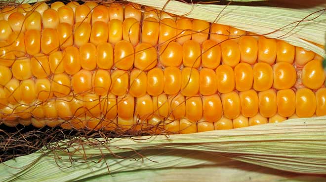 початок кукурузы