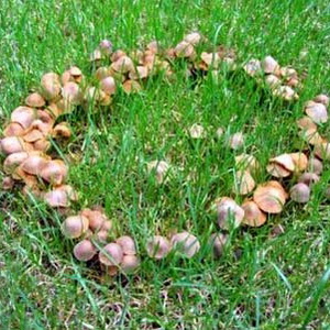 Что такое аномалия грибов «ведьмины круги»?