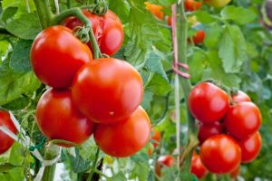 Подкормка рассады томатов в домашних условиях