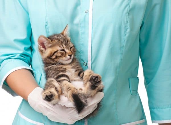 Прививки для котят