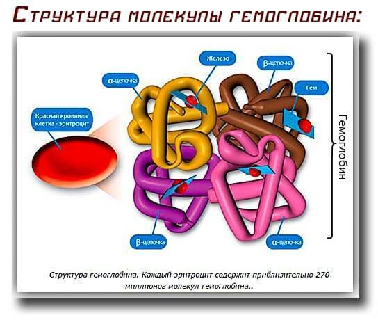 Структура молекулы гемоглобина