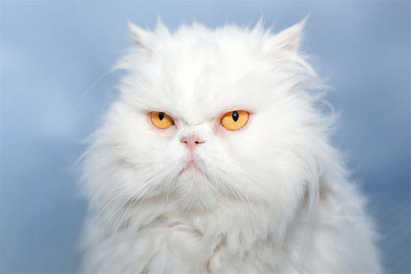 сердитый белый кот