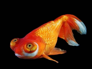 Золотая рыбка Небесное око Звездочёт фото