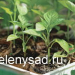 Как вырастить хорошую рассаду перцев (мой многолетний опыт выращивания рассады перцев)
