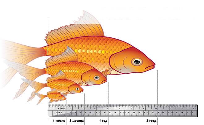 Размеры золотой рыбки