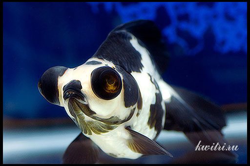 рыбка аквариумная телескоп панда
