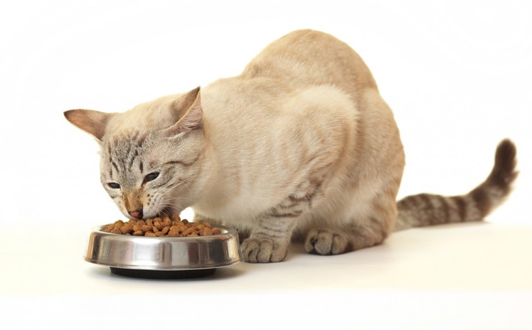 Полноценное питание кошек