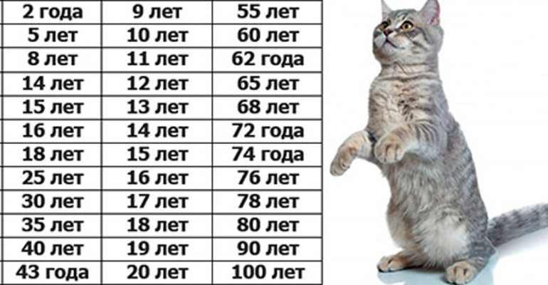 Сколько живут домашние кошки