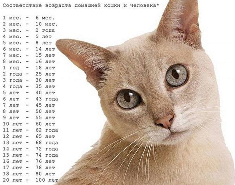 Средняя продолжительность жизни кошек